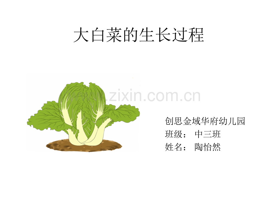 大白菜的生长过程.pptx_第1页