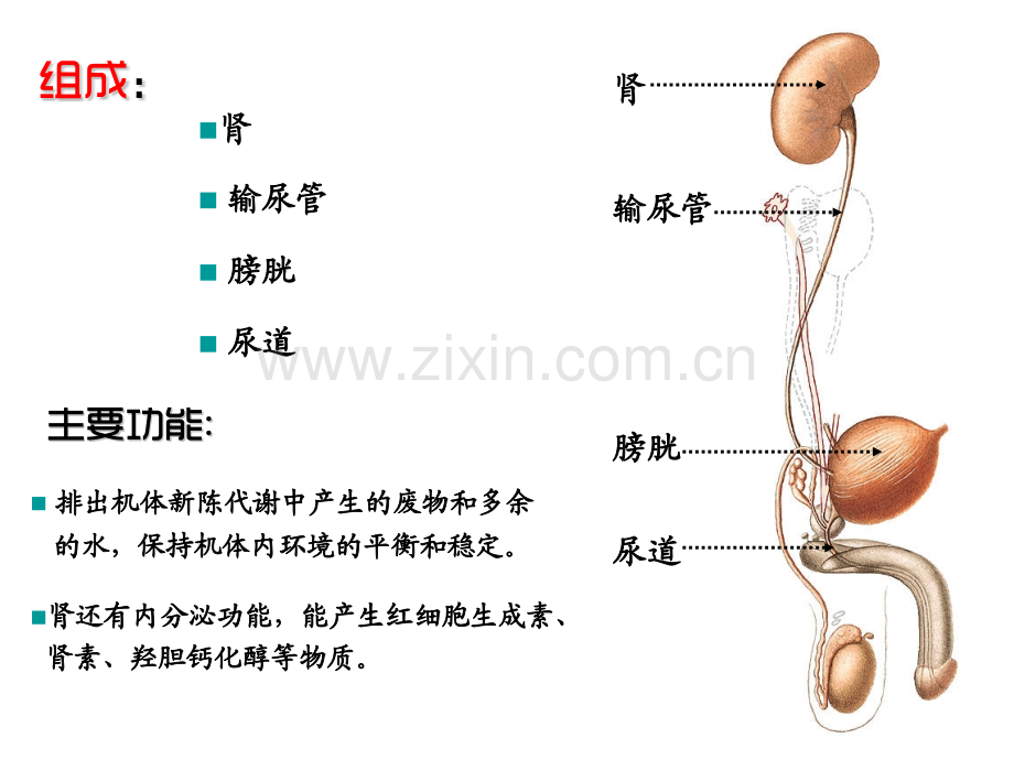 泌尿系统男性生殖系统.pptx_第3页