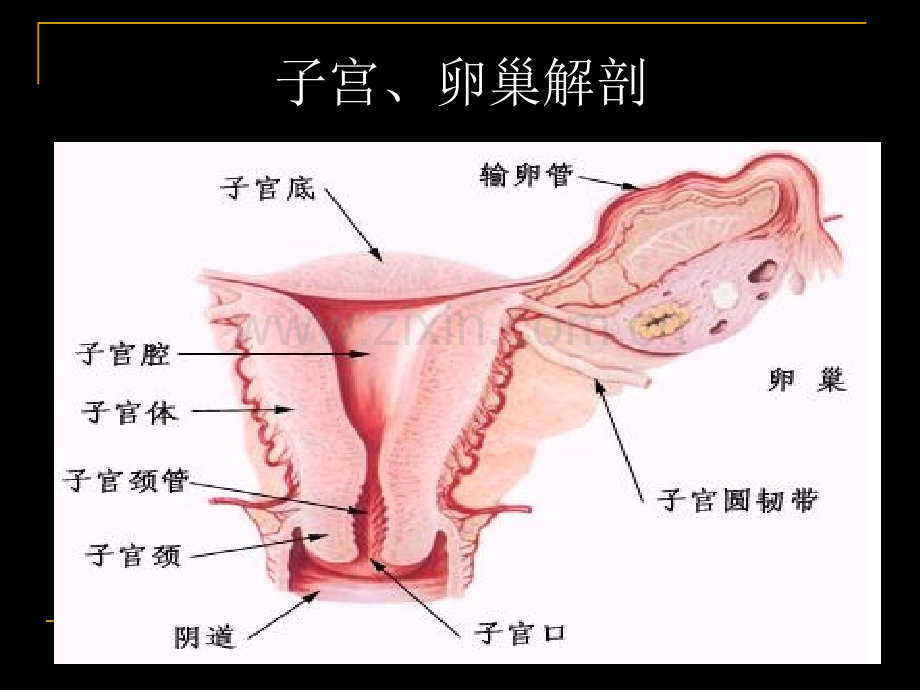 宫颈癌mri临床应用-.pptx_第3页