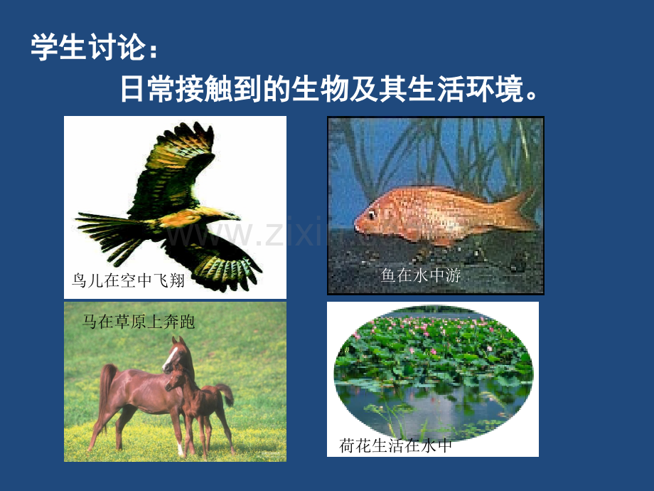 形形色色的生物ok.pptx_第2页