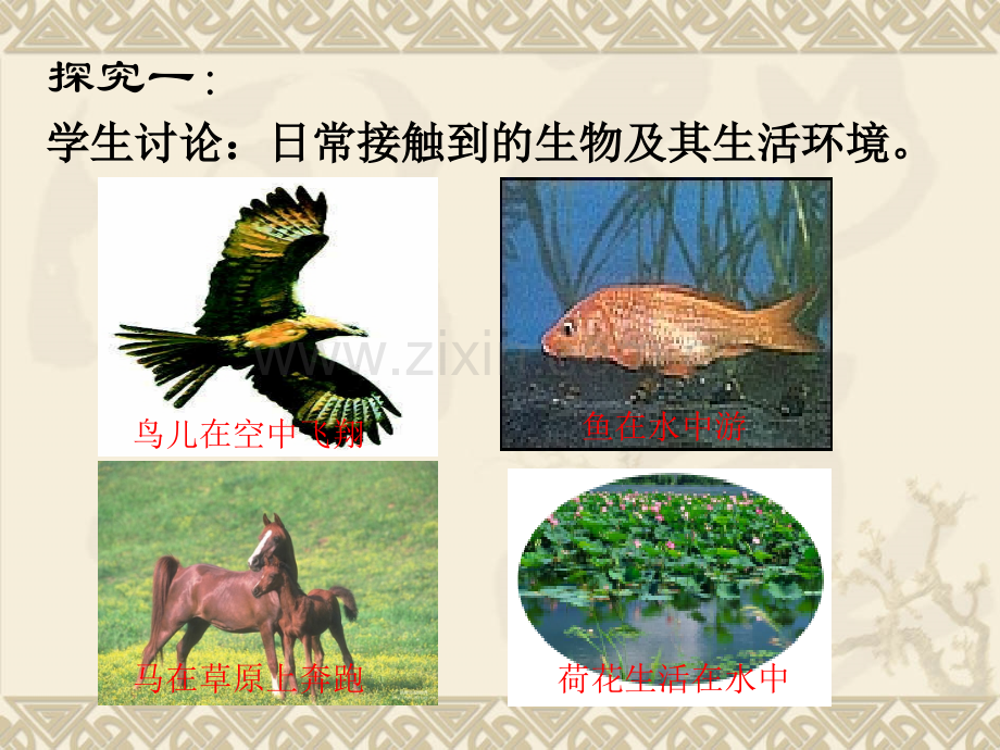 形形色色的生物.pptx_第2页