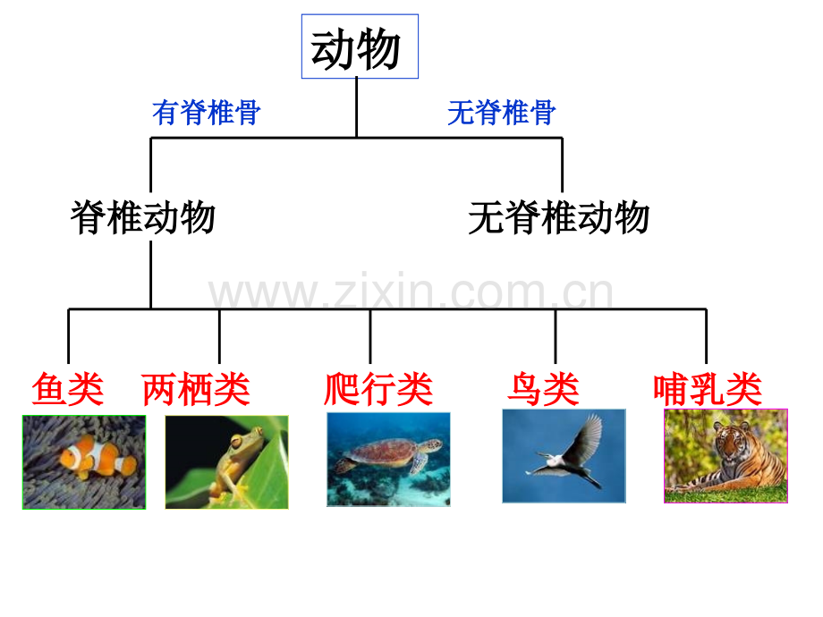 常见的动物时.pptx_第1页