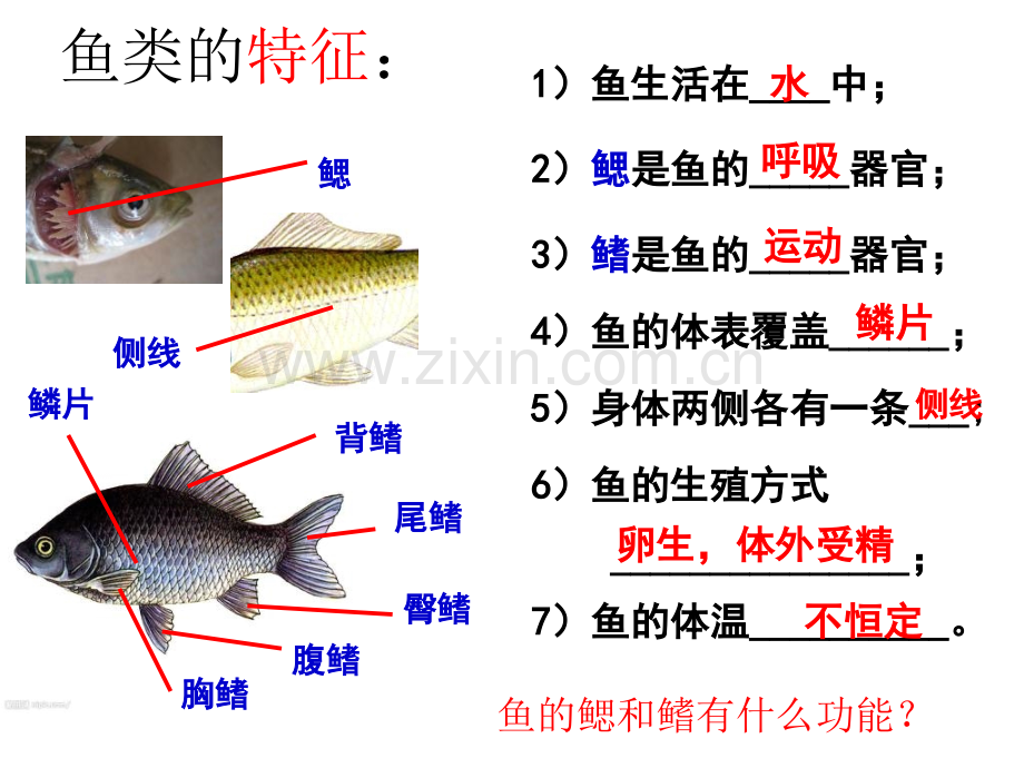 常见的动物时.pptx_第3页