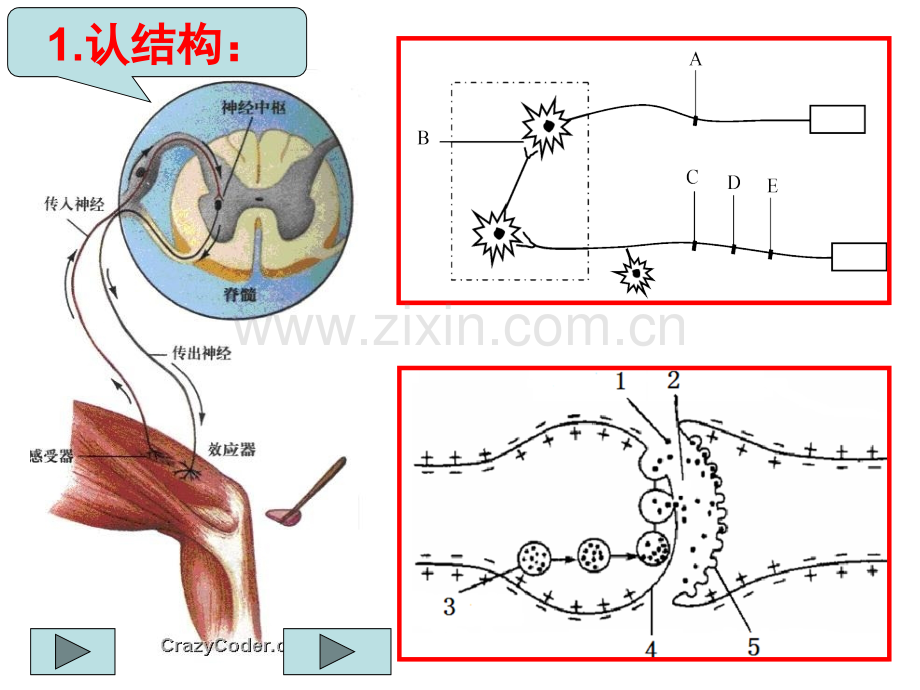 归纳复习神经系统的结构和功能.pptx_第2页