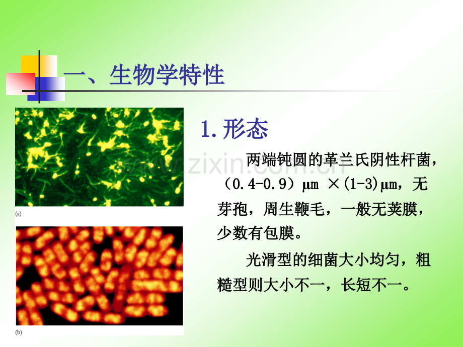 微生物检测2.pptx_第2页