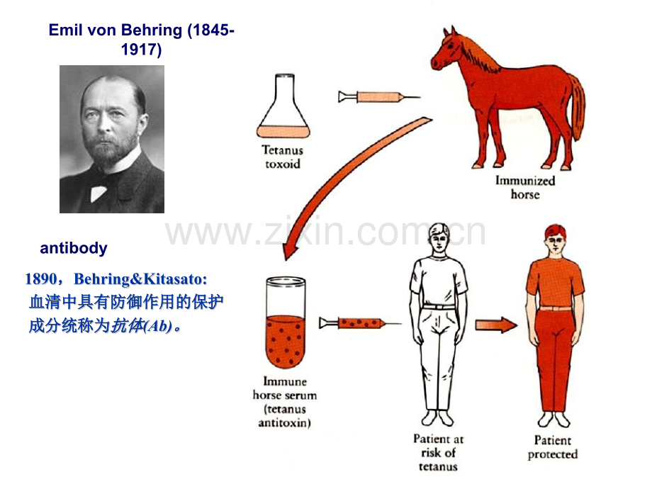 微免免疫球蛋白h微生物与免疫学.pptx_第3页