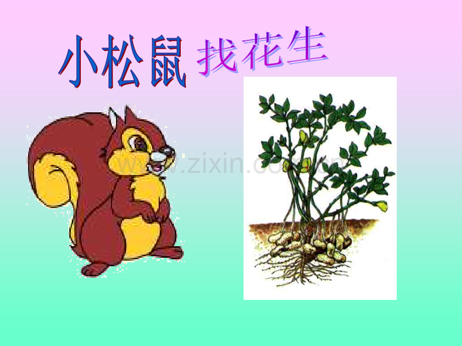 小松鼠找花生课件.pptx_第1页