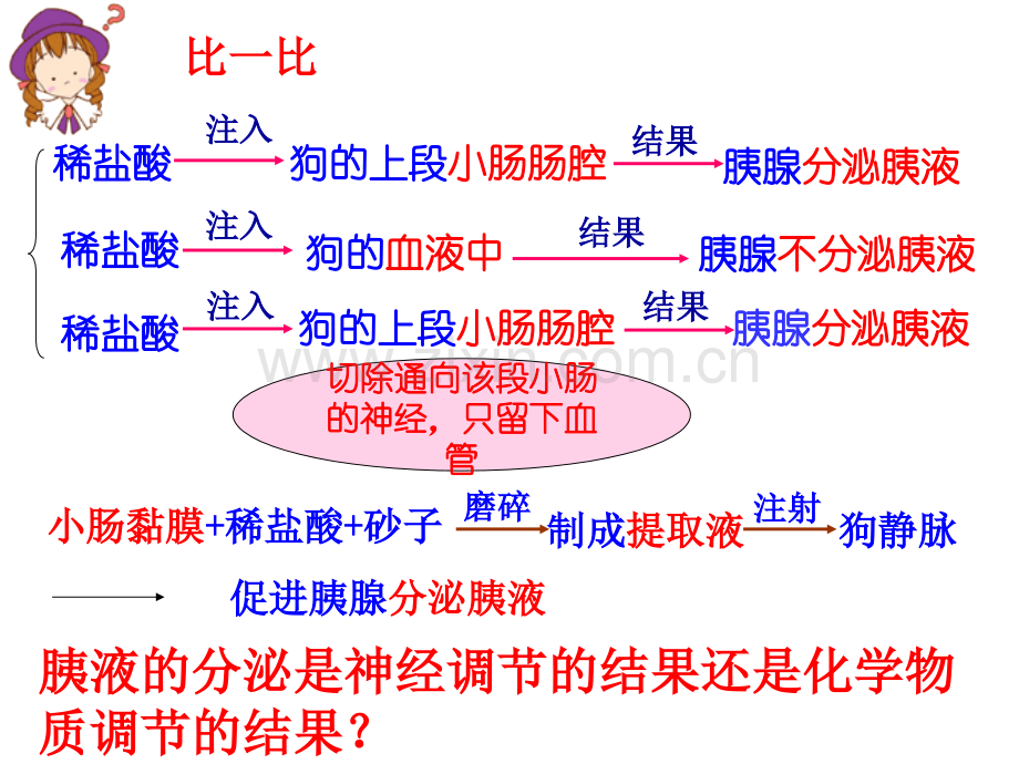 动物的激素调节一轮复习.pptx_第3页