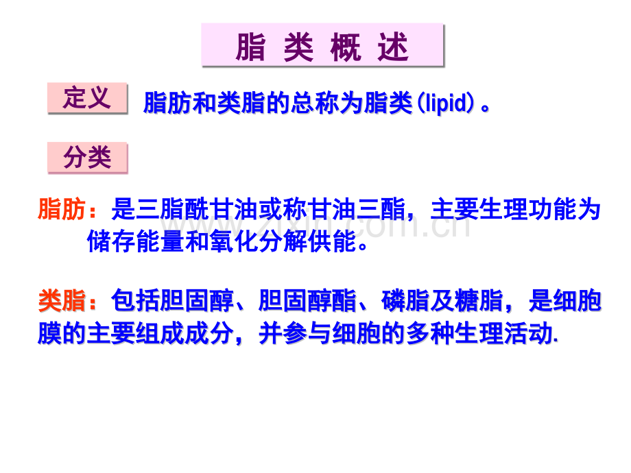 南华大学生物化学脂代谢.pptx_第2页