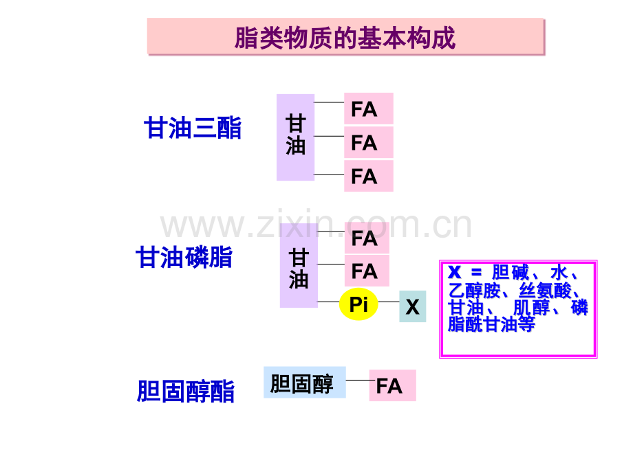 南华大学生物化学脂代谢.pptx_第3页