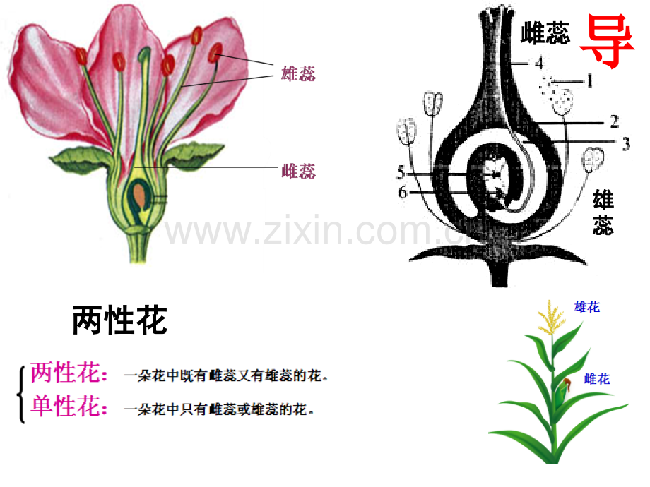 孟德尔豌豆杂交实验一时.pptx_第2页