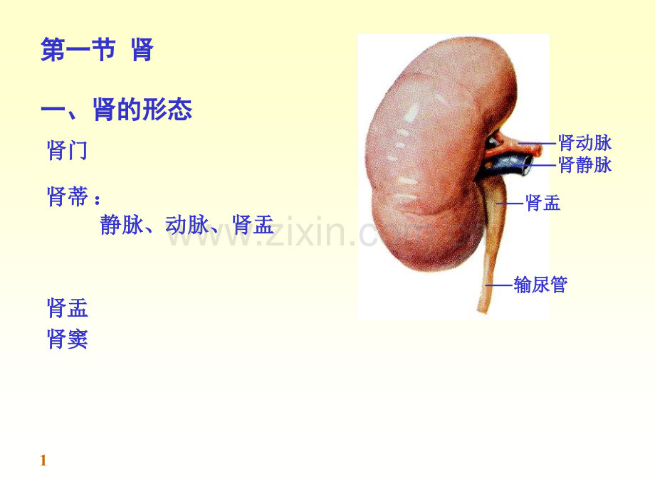 泌尿系生殖系.pptx_第1页