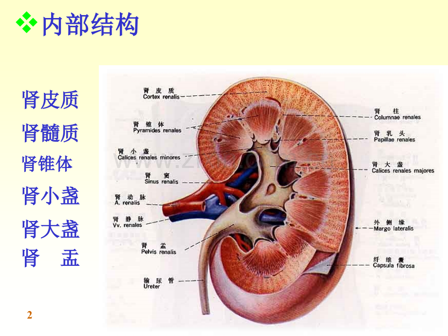 泌尿系生殖系.pptx_第2页