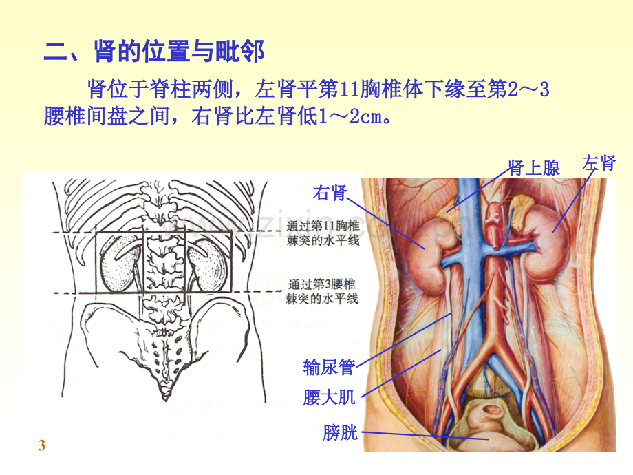 泌尿系生殖系.pptx_第3页