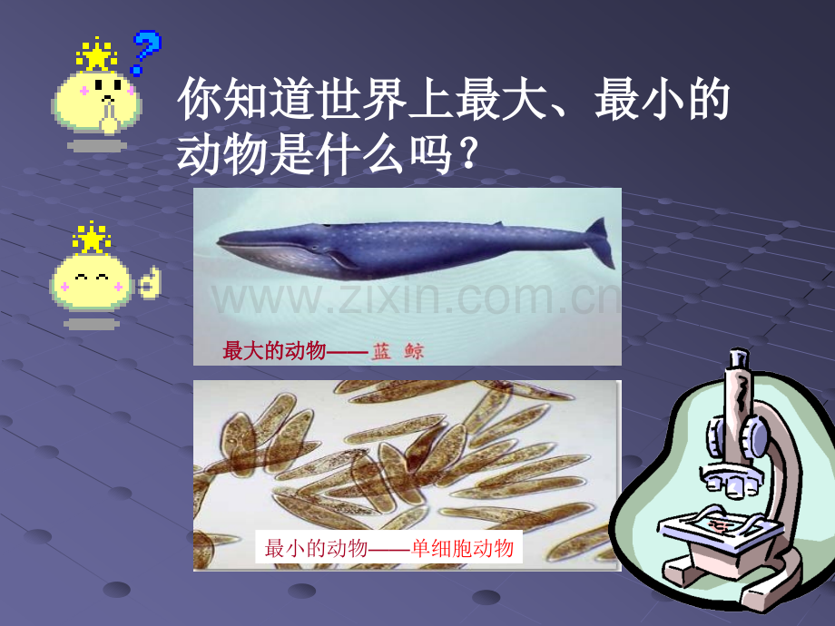 单细胞生物2.pptx_第2页