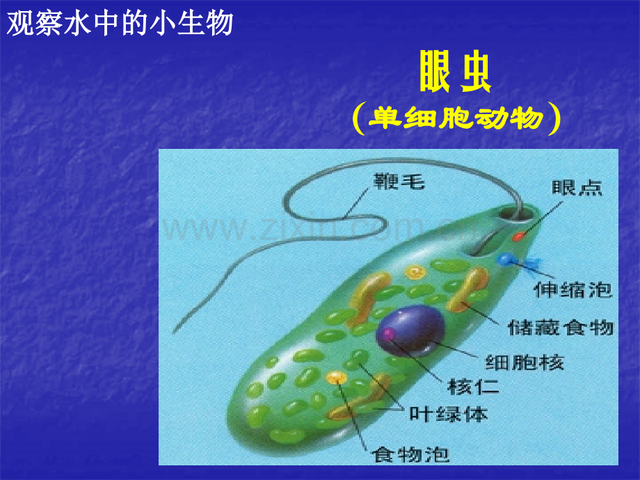 单细胞生物生物.pptx_第2页