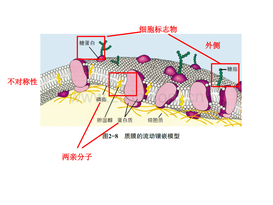 浙科版高中生物课本图片必修.pptx_第3页