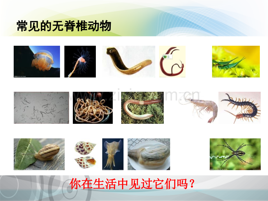 常见的无脊椎动物.pptx_第2页