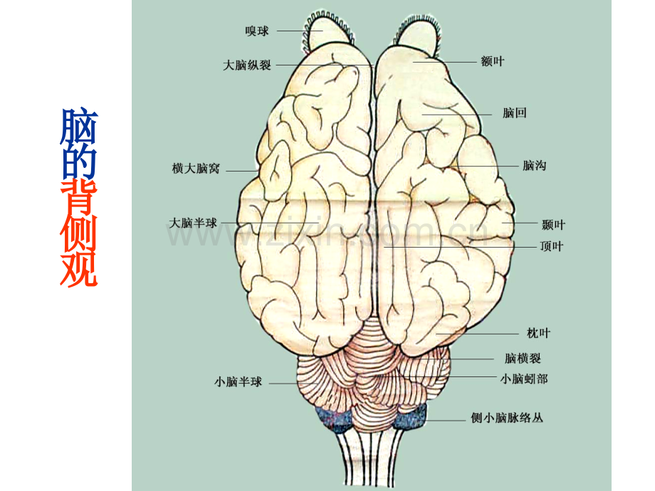 动物解剖学神经系.pptx_第1页