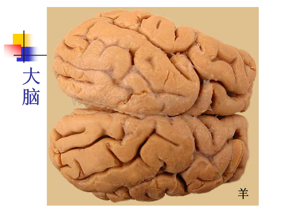 动物解剖学神经系.pptx_第2页