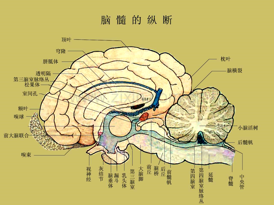 动物解剖学神经系.pptx_第3页