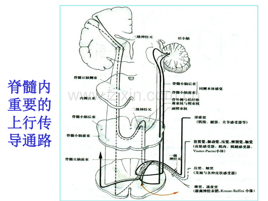 常见神经系统疾病定位诊断资料.pptx_第3页