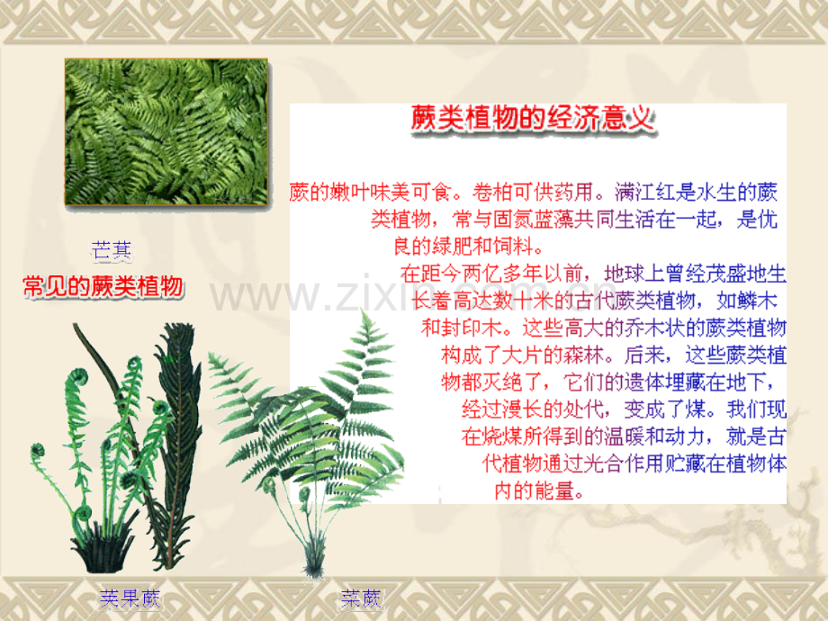 常见的植物时.pptx_第3页