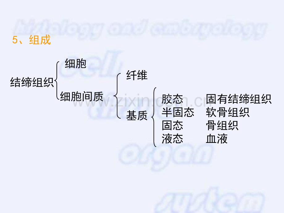 固有结缔组织.pptx_第2页