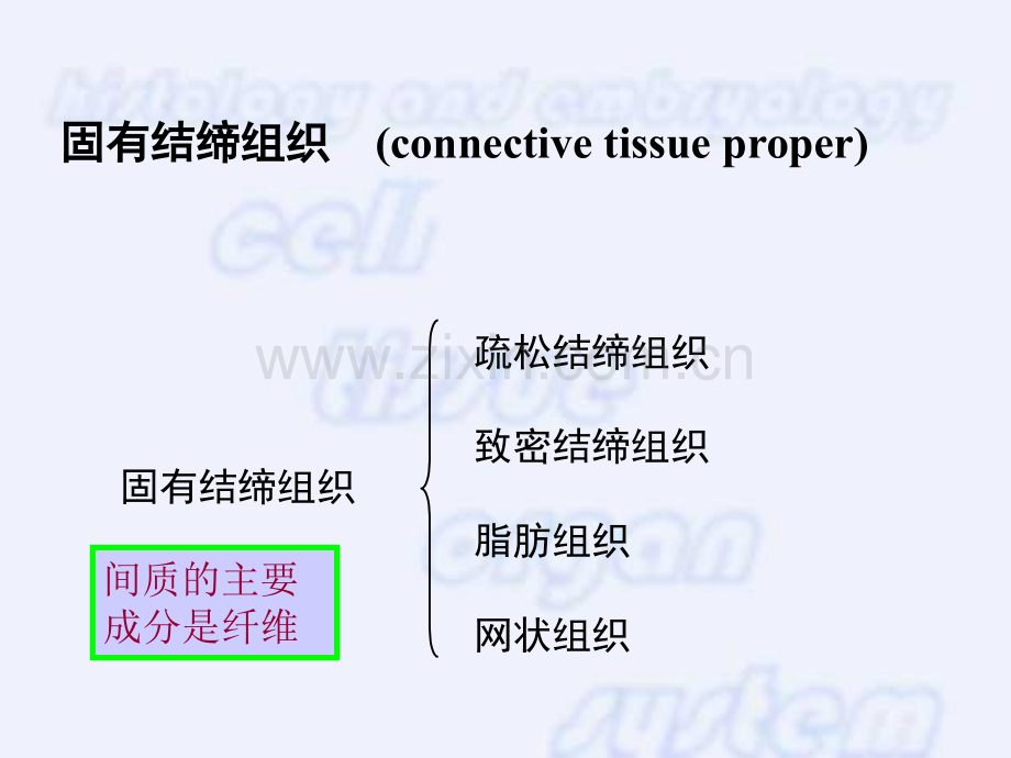 固有结缔组织.pptx_第3页