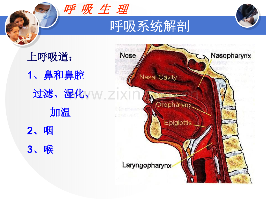 呼吸生理与呼吸机.pptx_第3页