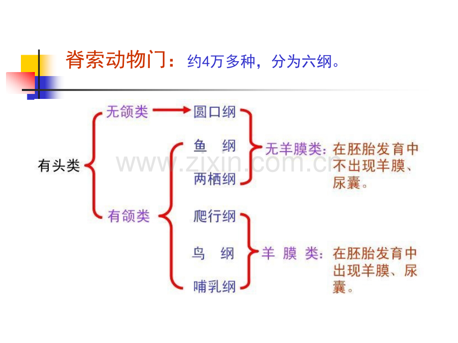 哺乳动物结构与功能.pptx_第2页