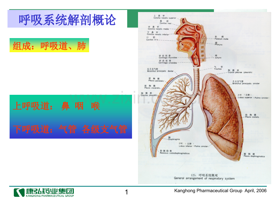 医药代表学术培训呼吸系统常见疾病.pptx_第1页