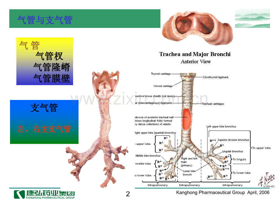 医药代表学术培训呼吸系统常见疾病.pptx_第2页