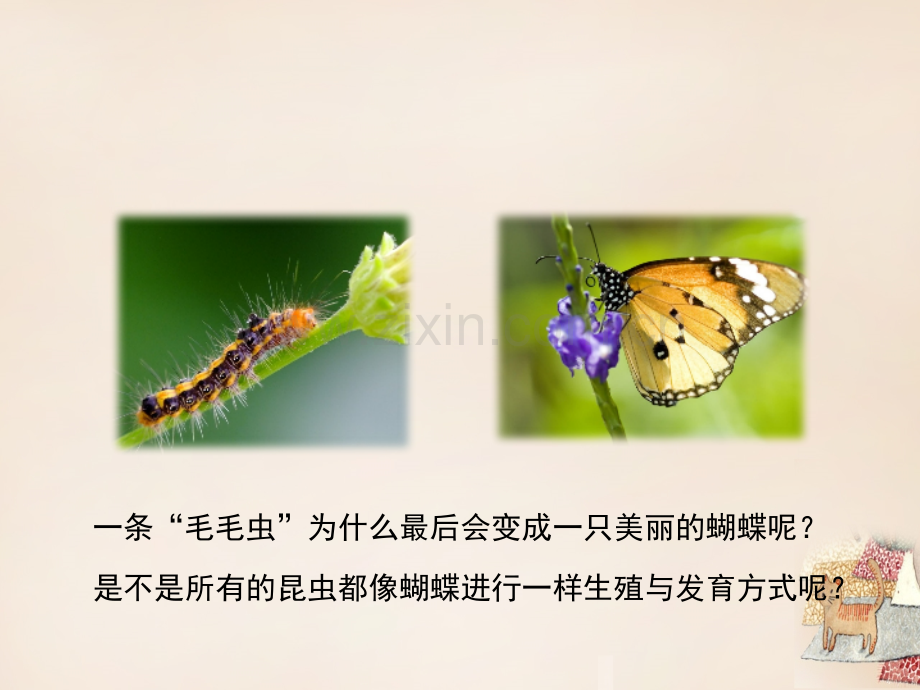 八年级生物上册192动物生殖和发育件新版北师大版.pptx_第2页