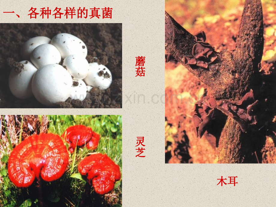 八年级生物ppt真菌.pptx_第2页