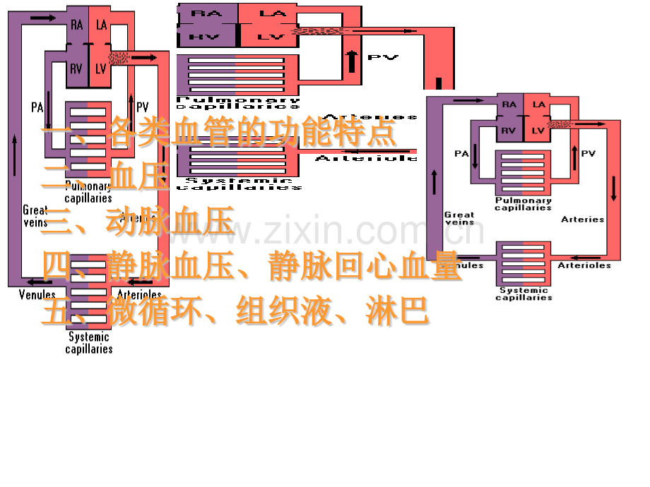 循环系统.pptx_第2页