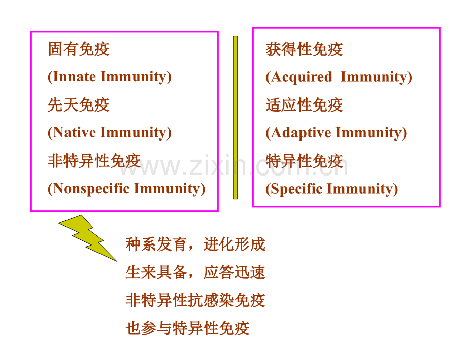 固有免疫细胞及功能中文.pptx_第3页