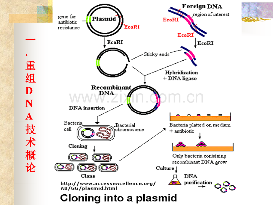 分子生物学研究法.pptx_第3页