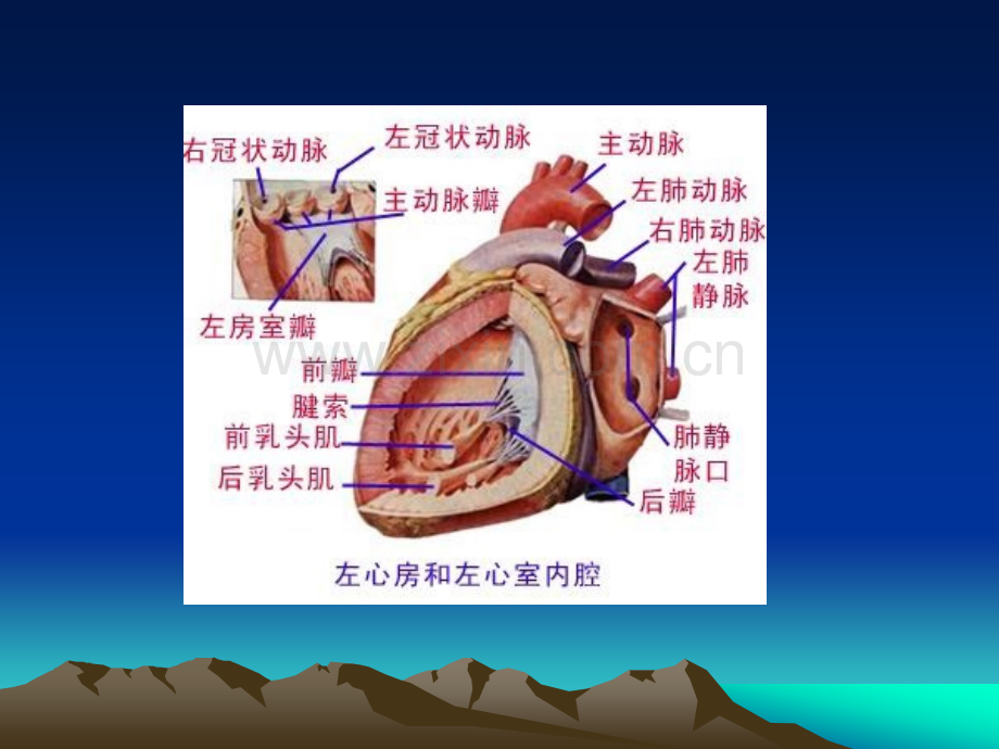 循环系统疾病病人的护理.pptx_第3页