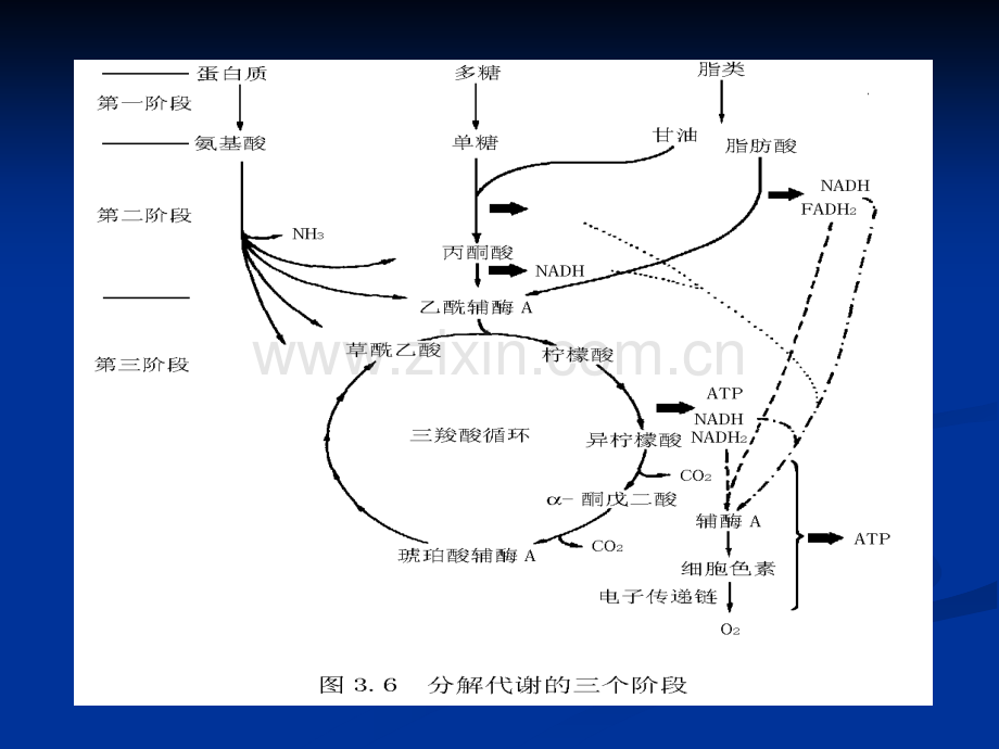 微生物的代谢重点.pptx_第3页