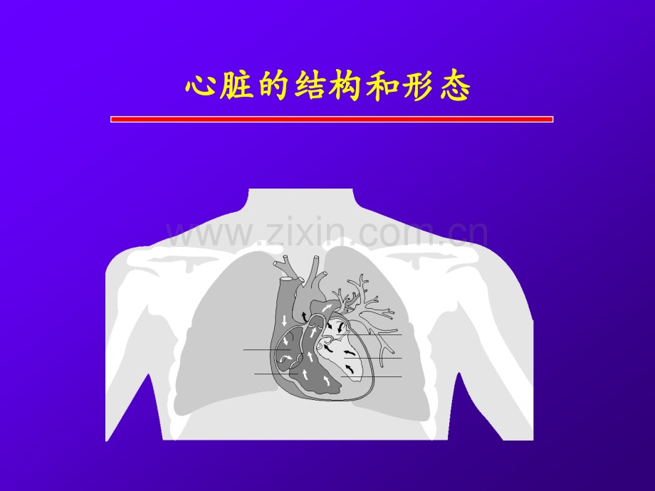 慢性肾衰患者心脏结构与功能的评价.pptx_第2页