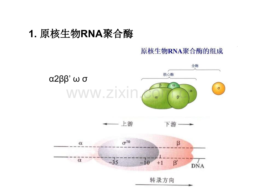 分子生物学—原核表达调控3.pptx_第3页