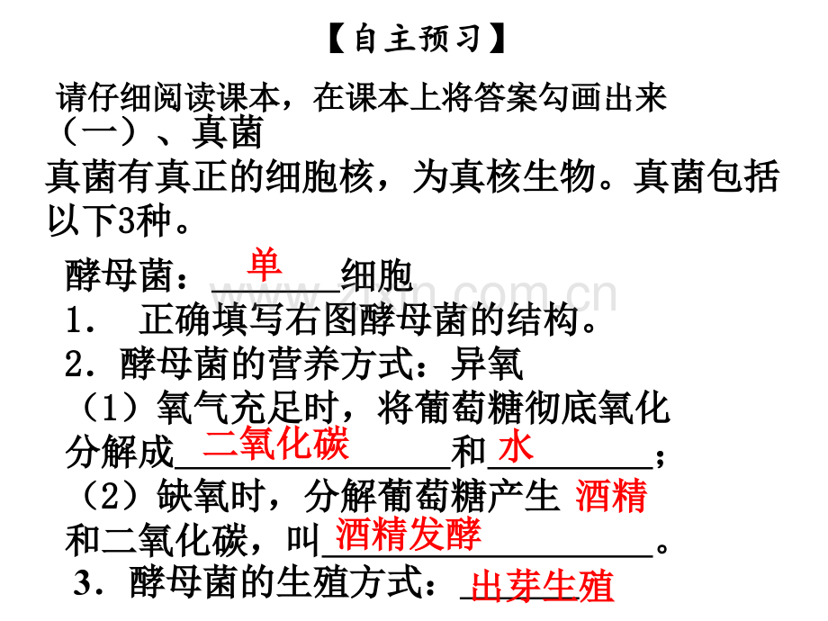 微生物在生物圈中的作用时细菌真菌病毒及营养方式.pptx_第3页