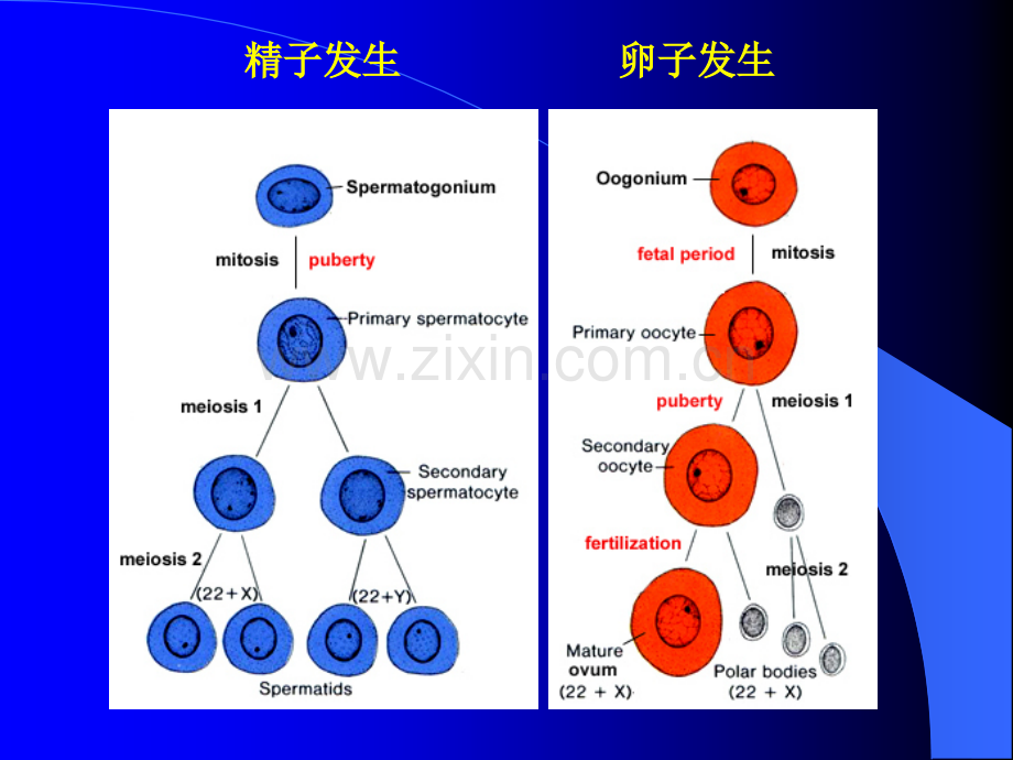 受精与妊娠.pptx_第2页