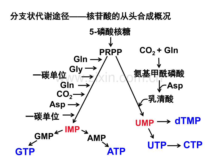 基础生化糖代谢.pptx_第3页