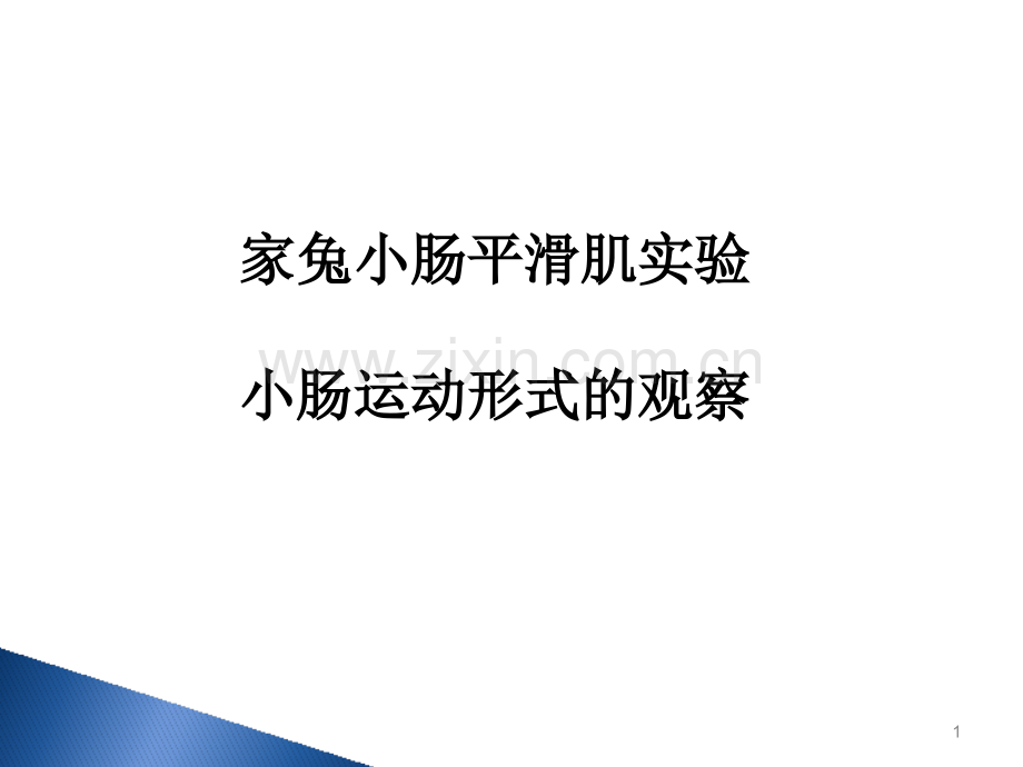 家兔小肠平滑肌实验小肠运动形式的观察.pptx_第1页