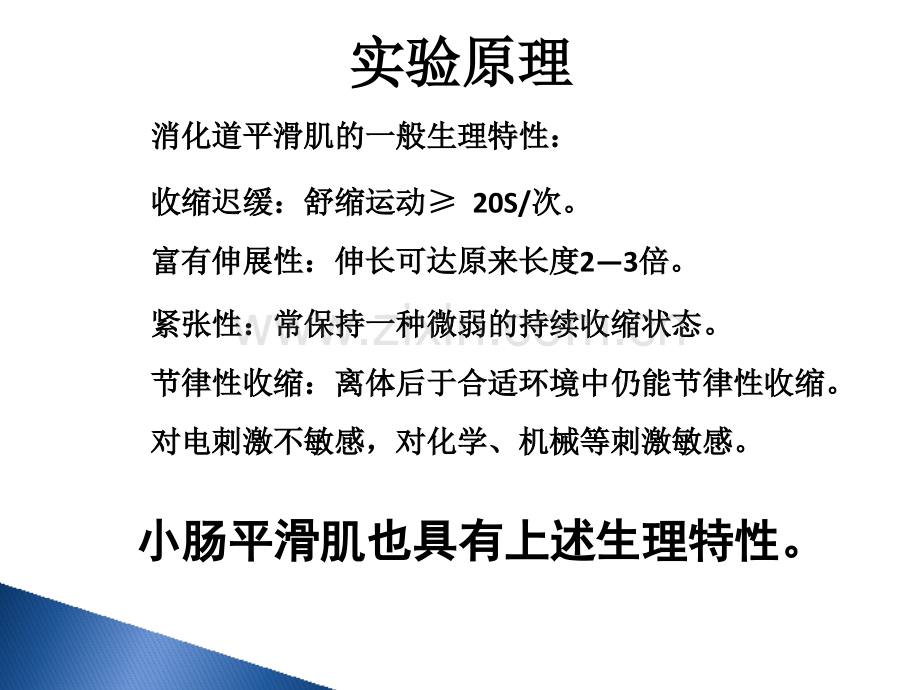 家兔小肠平滑肌实验小肠运动形式的观察.pptx_第3页