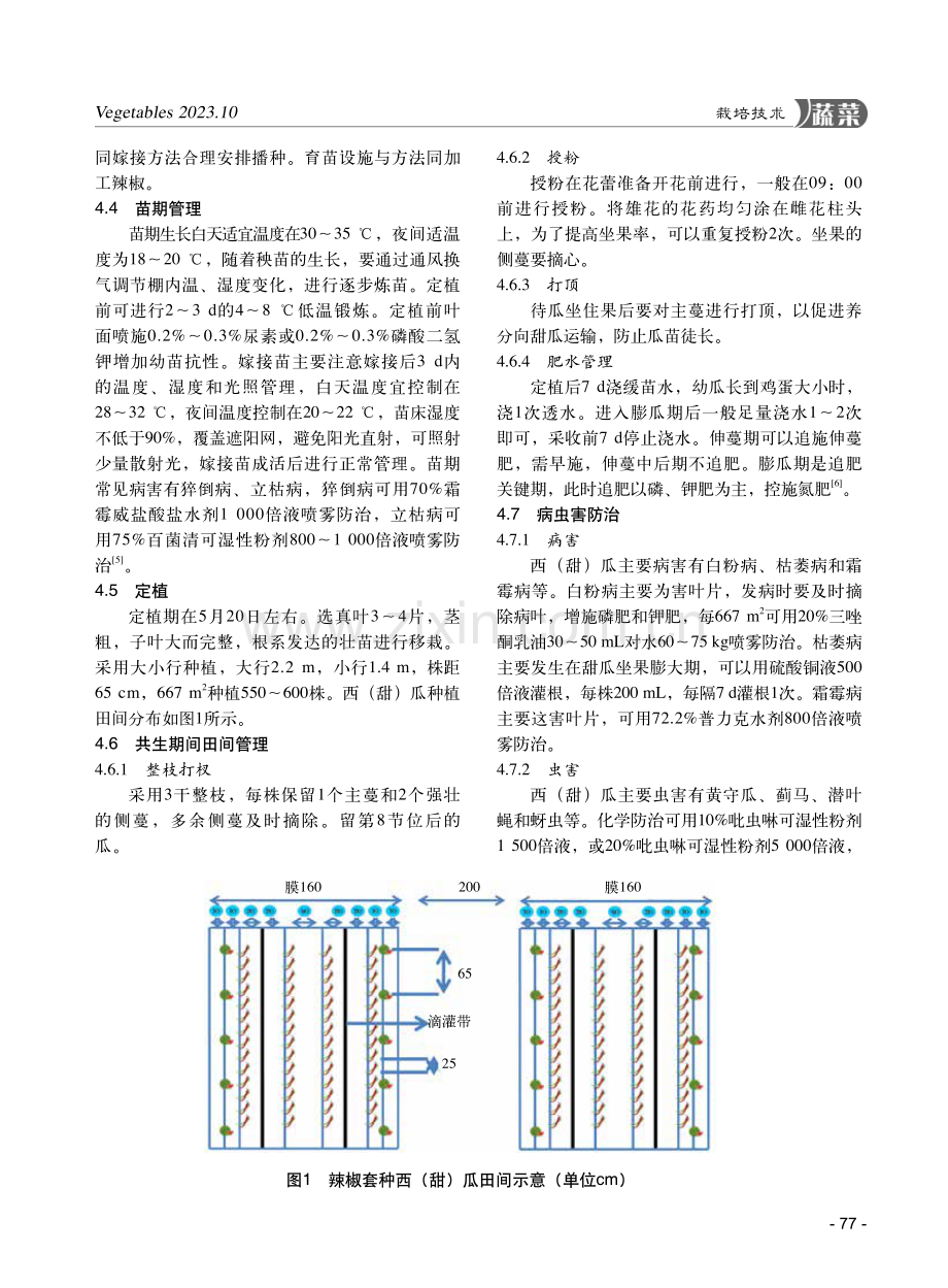 加工辣椒套种西%28甜%29瓜高产栽培技术.pdf_第3页