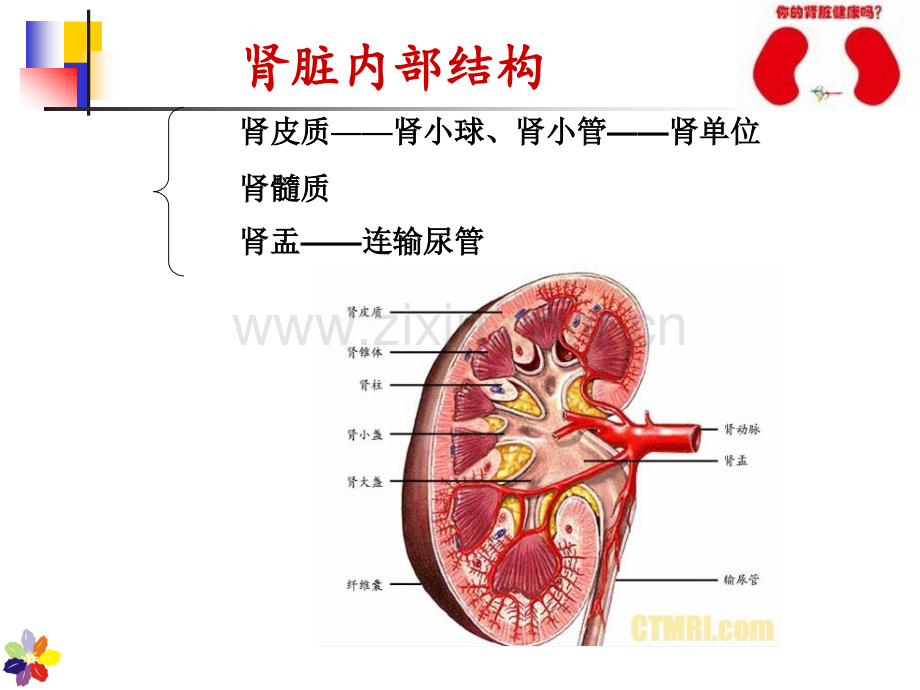 慢性肾衰竭的护理分析.pptx_第3页