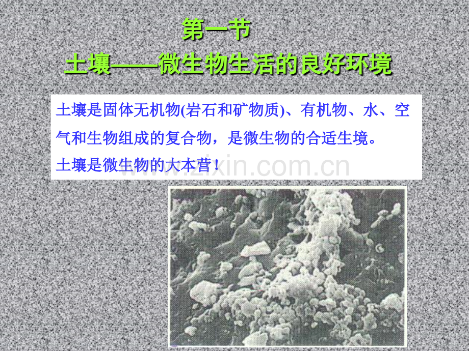 微生物生态学21自然界中微生物和它们的.pptx_第3页